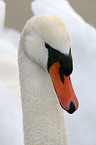 Portrait of a Swan