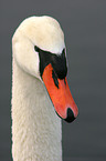 Portrait of a Swan