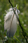 swan feather