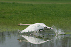 flying swan over water