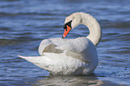 swimming Swan