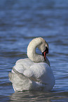 swimming Swan