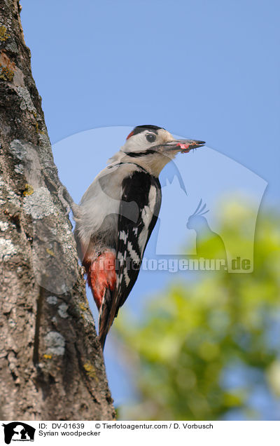 Blutspecht / Syrian woodpecker / DV-01639
