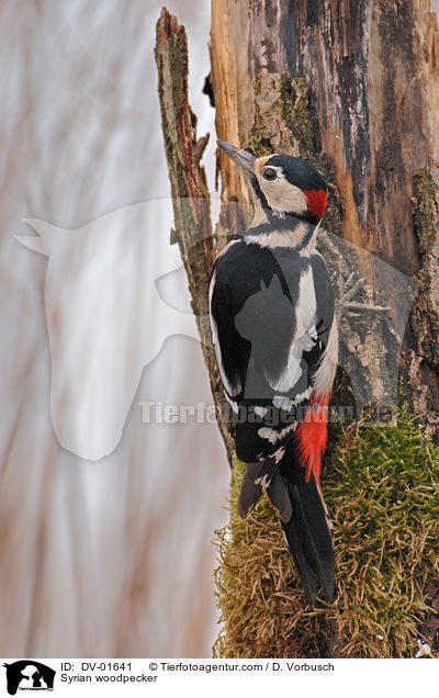 Blutspecht / Syrian woodpecker / DV-01641
