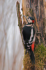 Syrian woodpecker