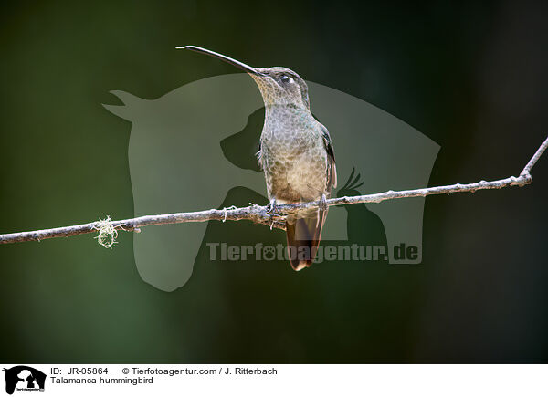 Talamanca hummingbird / JR-05864