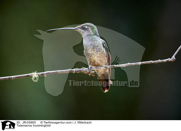 Talamanca-Kolibri / Talamanca hummingbird / JR-05865