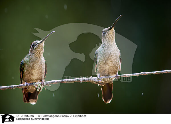 Talamanca-Kolibris / Talamanca hummingbirds / JR-05866