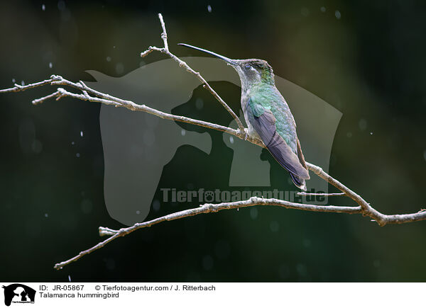 Talamanca-Kolibri / Talamanca hummingbird / JR-05867