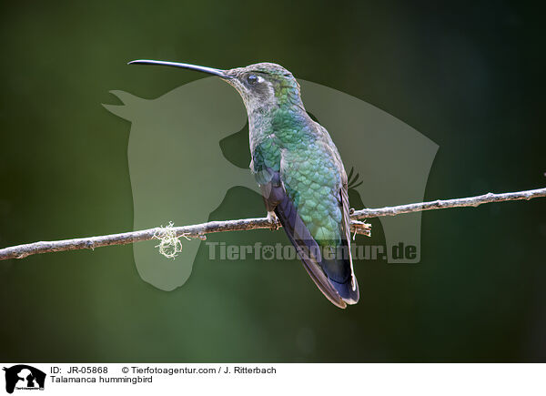 Talamanca-Kolibri / Talamanca hummingbird / JR-05868