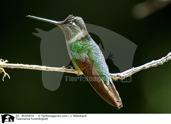 Talamanca-Kolibri / Talamanca hummingbird / JR-05879
