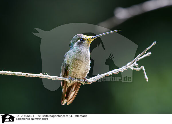 Talamanca-Kolibri / Talamanca hummingbird / JR-05894