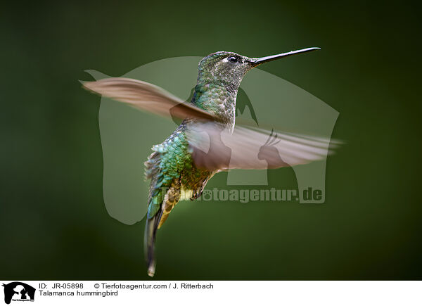 Talamanca-Kolibri / Talamanca hummingbird / JR-05898