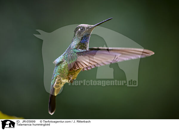 Talamanca-Kolibri / Talamanca hummingbird / JR-05899