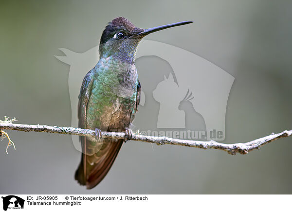 Talamanca-Kolibri / Talamanca hummingbird / JR-05905