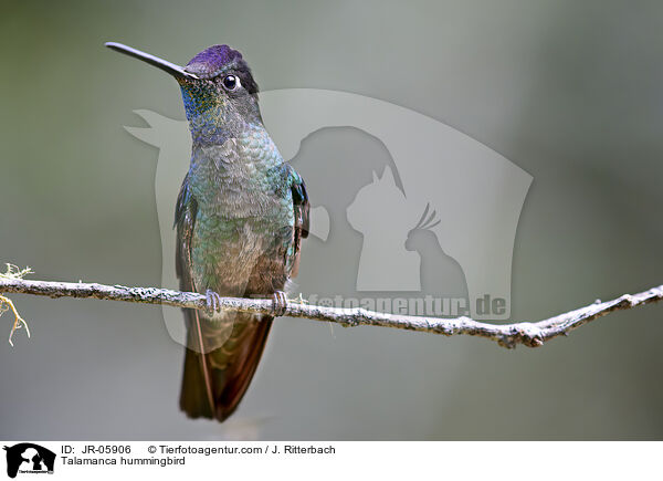 Talamanca-Kolibri / Talamanca hummingbird / JR-05906