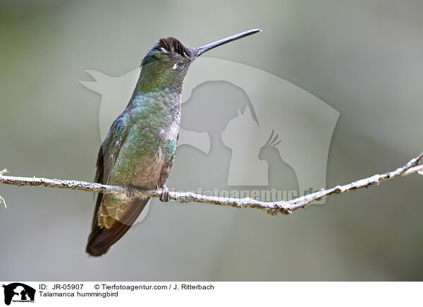 Talamanca hummingbird / JR-05907
