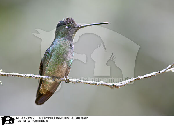 Talamanca-Kolibri / Talamanca hummingbird / JR-05908