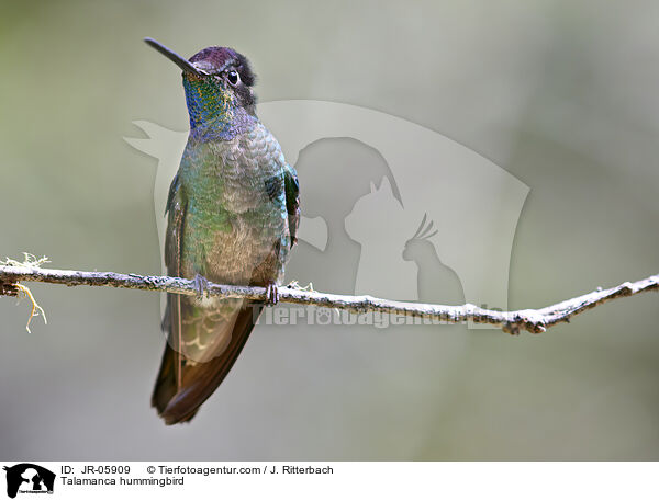 Talamanca hummingbird / JR-05909