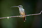 Talamanca hummingbird