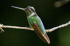 Talamanca hummingbird