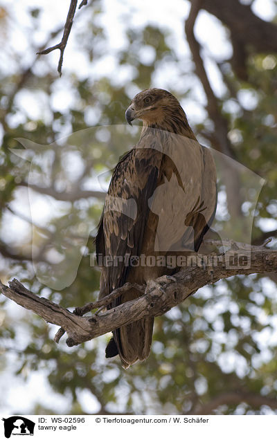 tawny eagle / WS-02596
