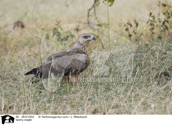 tawny eagle / JR-01002