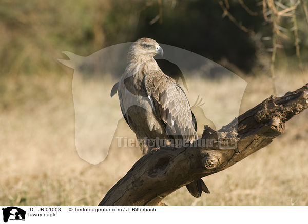 tawny eagle / JR-01003