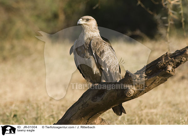 tawny eagle / JR-01004