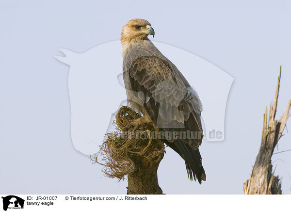 tawny eagle / JR-01007