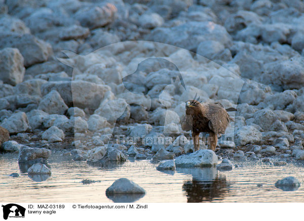 tawny eagle / MAZ-03189