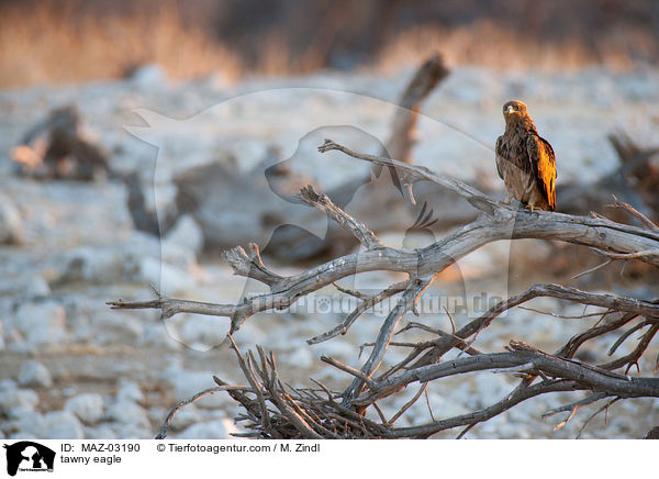 tawny eagle / MAZ-03190