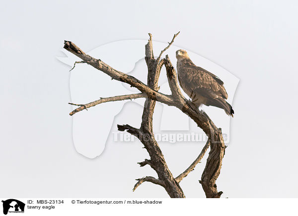 tawny eagle / MBS-23134