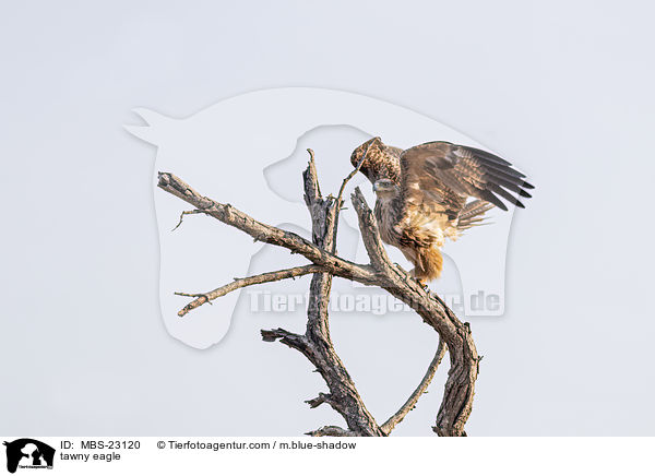 tawny eagle / MBS-23120