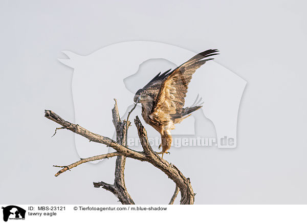 tawny eagle / MBS-23121
