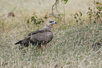 tawny eagle