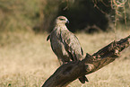 tawny eagle