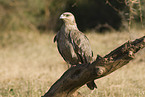 tawny eagle