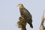 tawny eagle