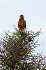 tawny eagle