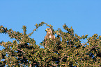 tawny eagle