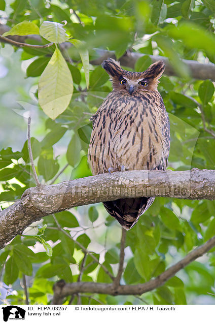 tawny fish owl / FLPA-03257