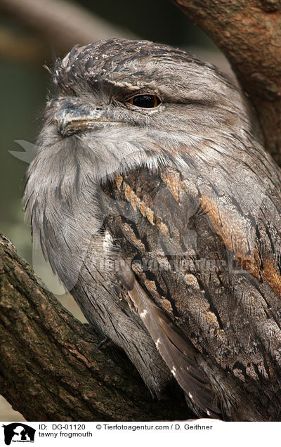 tawny frogmouth / DG-01120