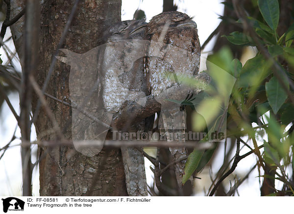 Eulenschwalm im Baum / Tawny Frogmouth in the tree / FF-08581