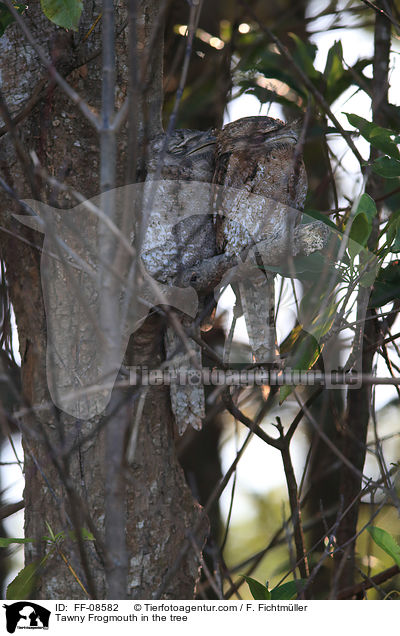Tawny Frogmouth in the tree / FF-08582