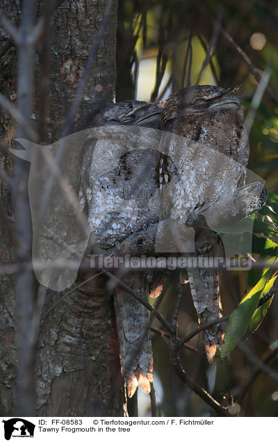 Tawny Frogmouth in the tree / FF-08583