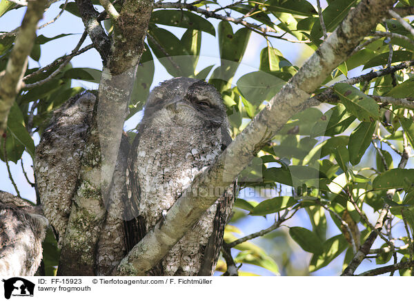 Eulenschwalm / tawny frogmouth / FF-15923