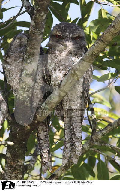 Eulenschwalm / tawny frogmouth / FF-15924
