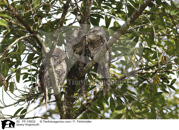 Eulenschwalm / tawny frogmouth / FF-15932