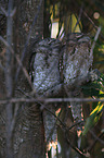 Tawny Frogmouth in the tree